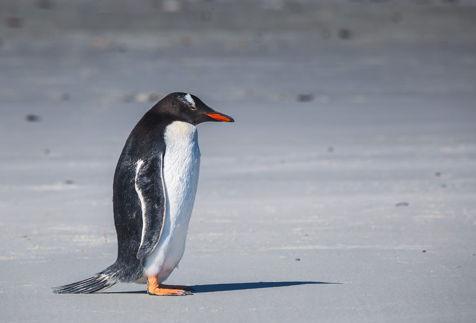 Gentoo penguin on the beach of Saunders Island, Falklands