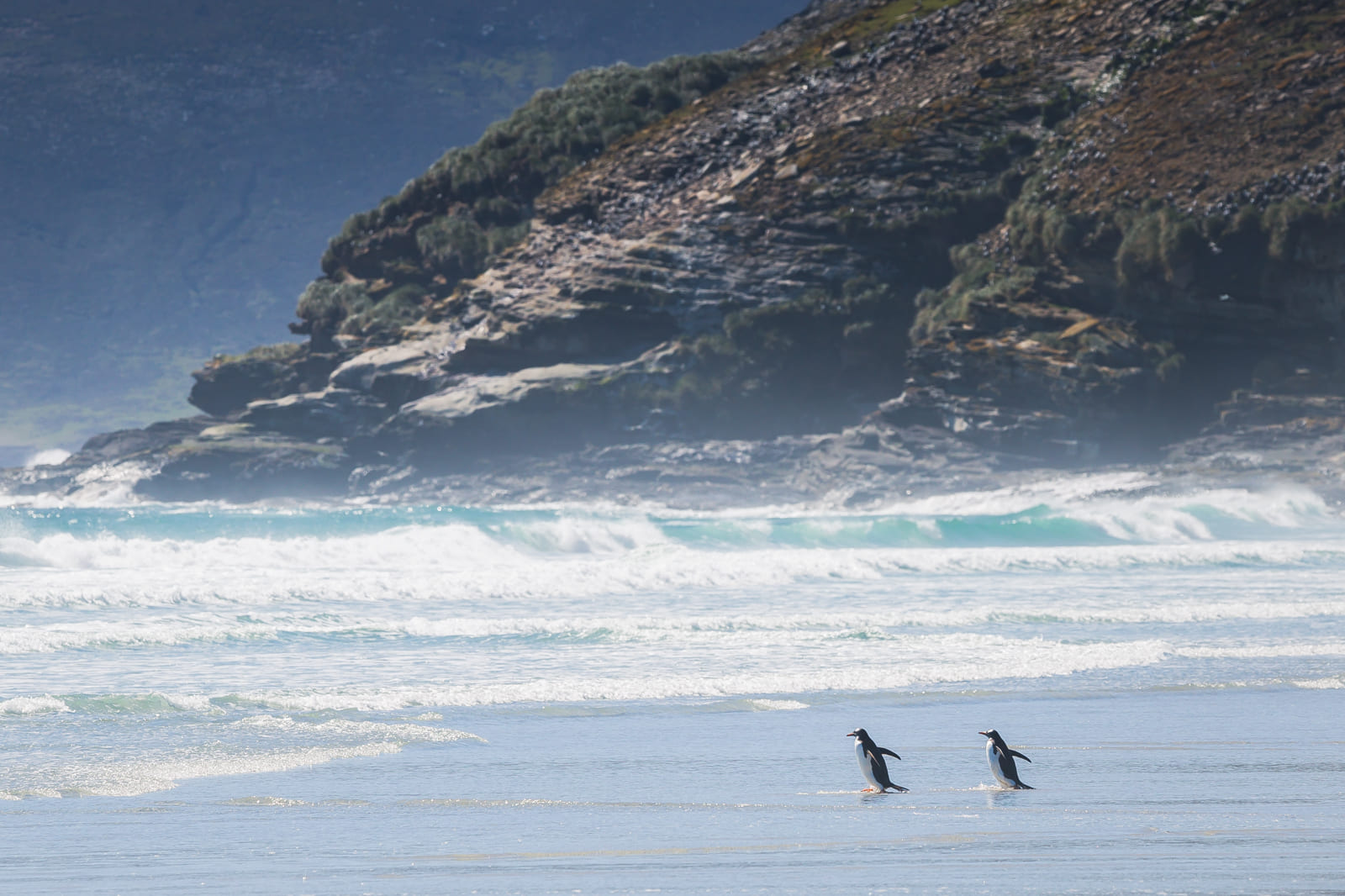 Pair of gentoo penguins playing on the beach, Saunders Island, Falklands