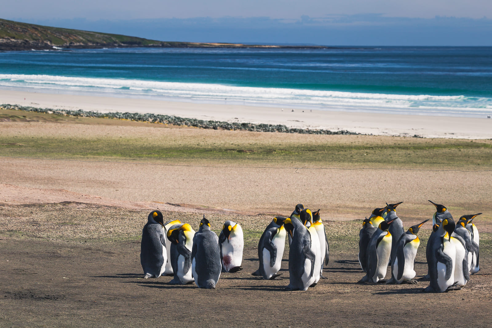 King colony penguin on Saunders Island, Falklands