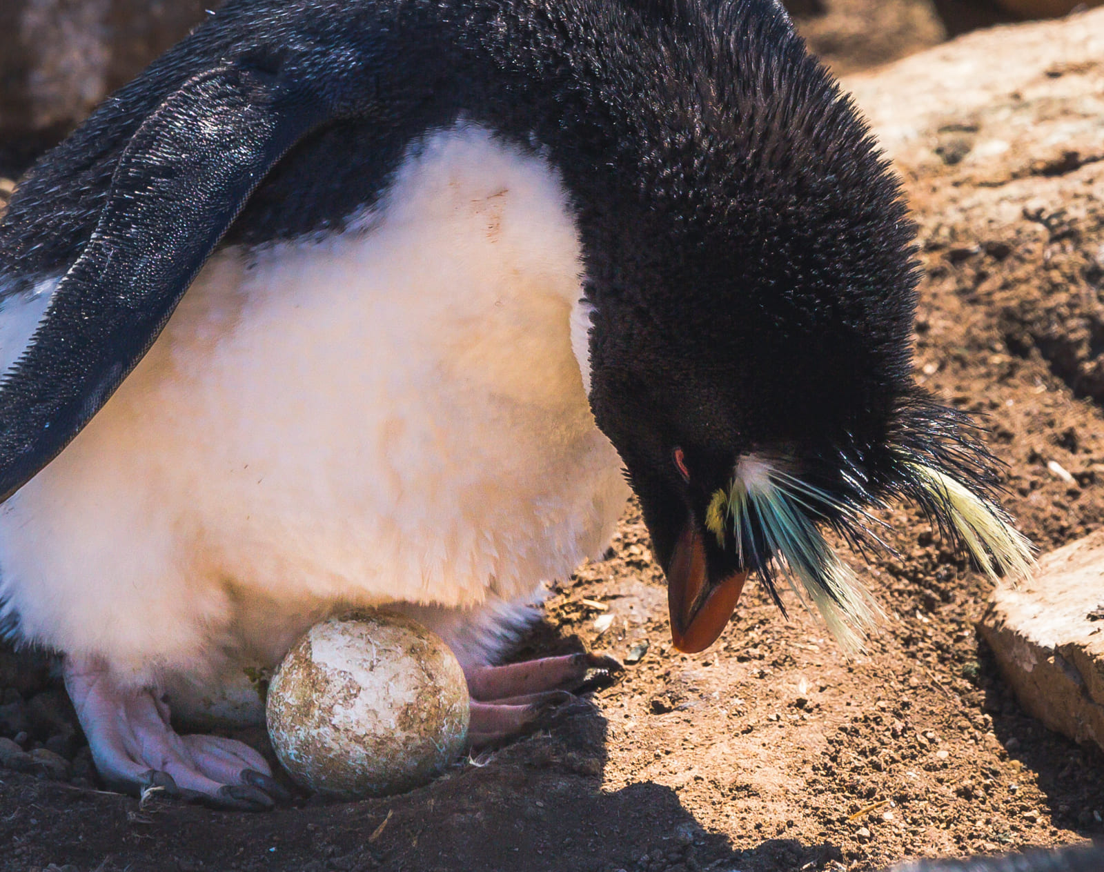 Rockhopper penguin incubating an egg, Saunders Island, Falklands