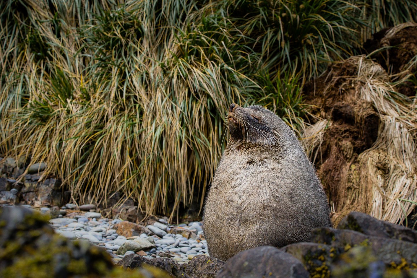 Fur seal in Cape Rosa, South Georgia