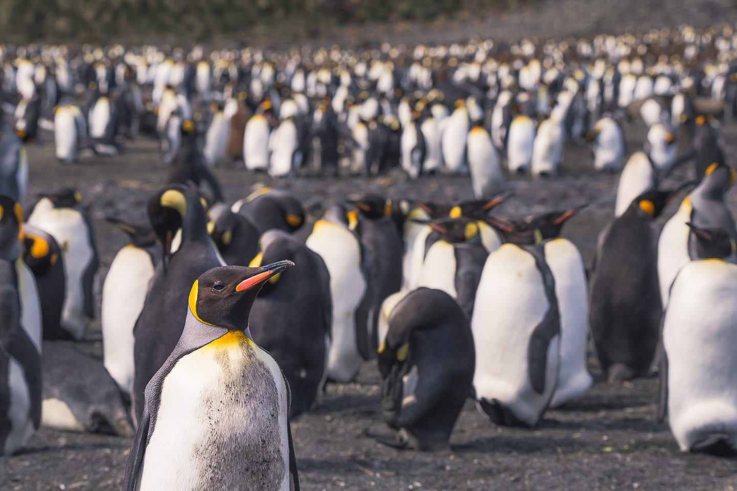 King penguin at the Right Whale Bay colony, South Georgia
