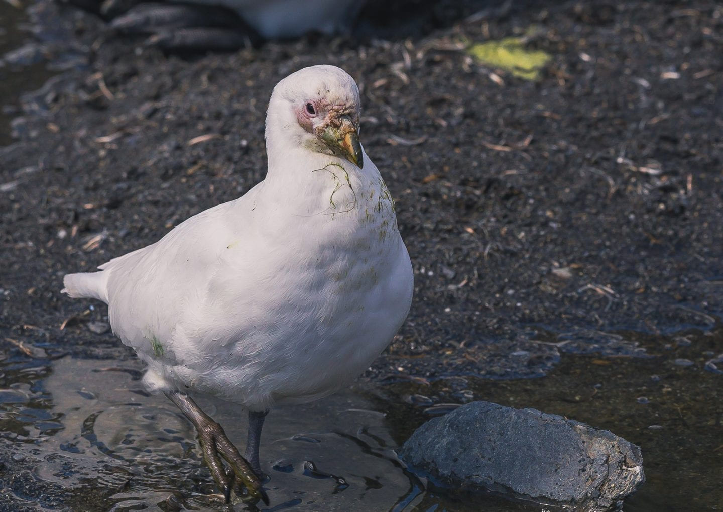 Sheathbill cleaning after the penguins, Right Whale Bay, South Georgia