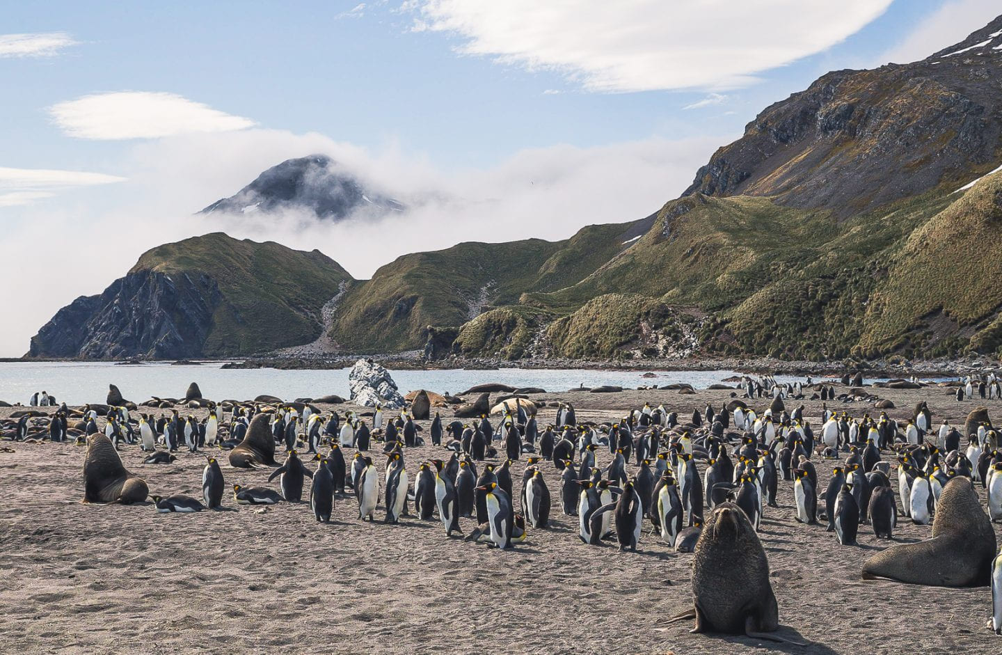 View of the beach on Right Whale Bay, South Georgia