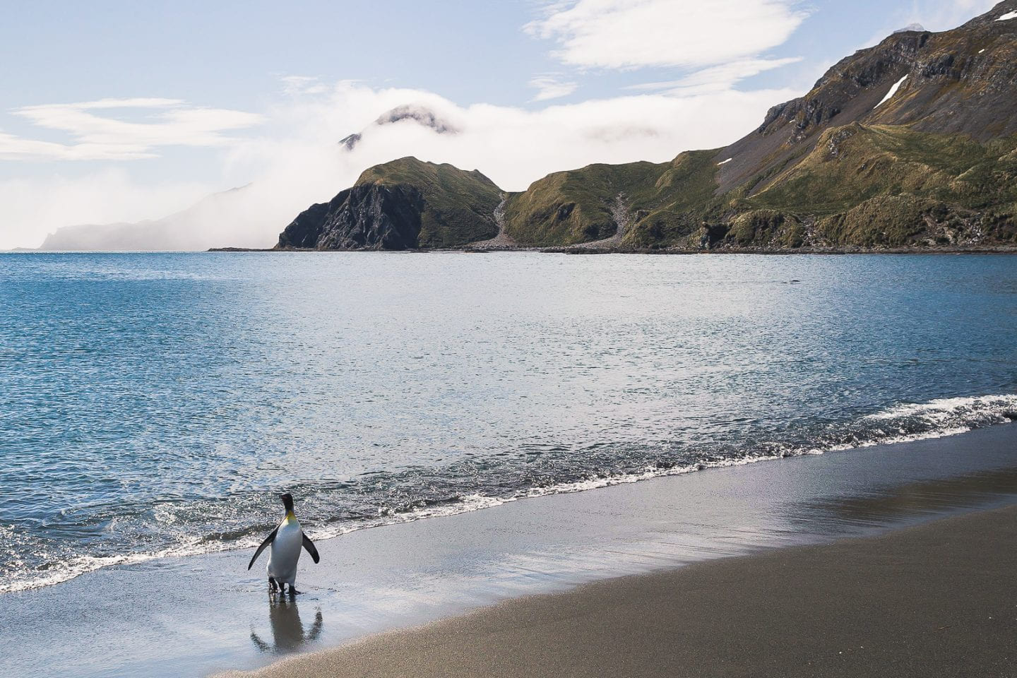 King penguin coming back from a swim, Right Whale Bay, South Georgia