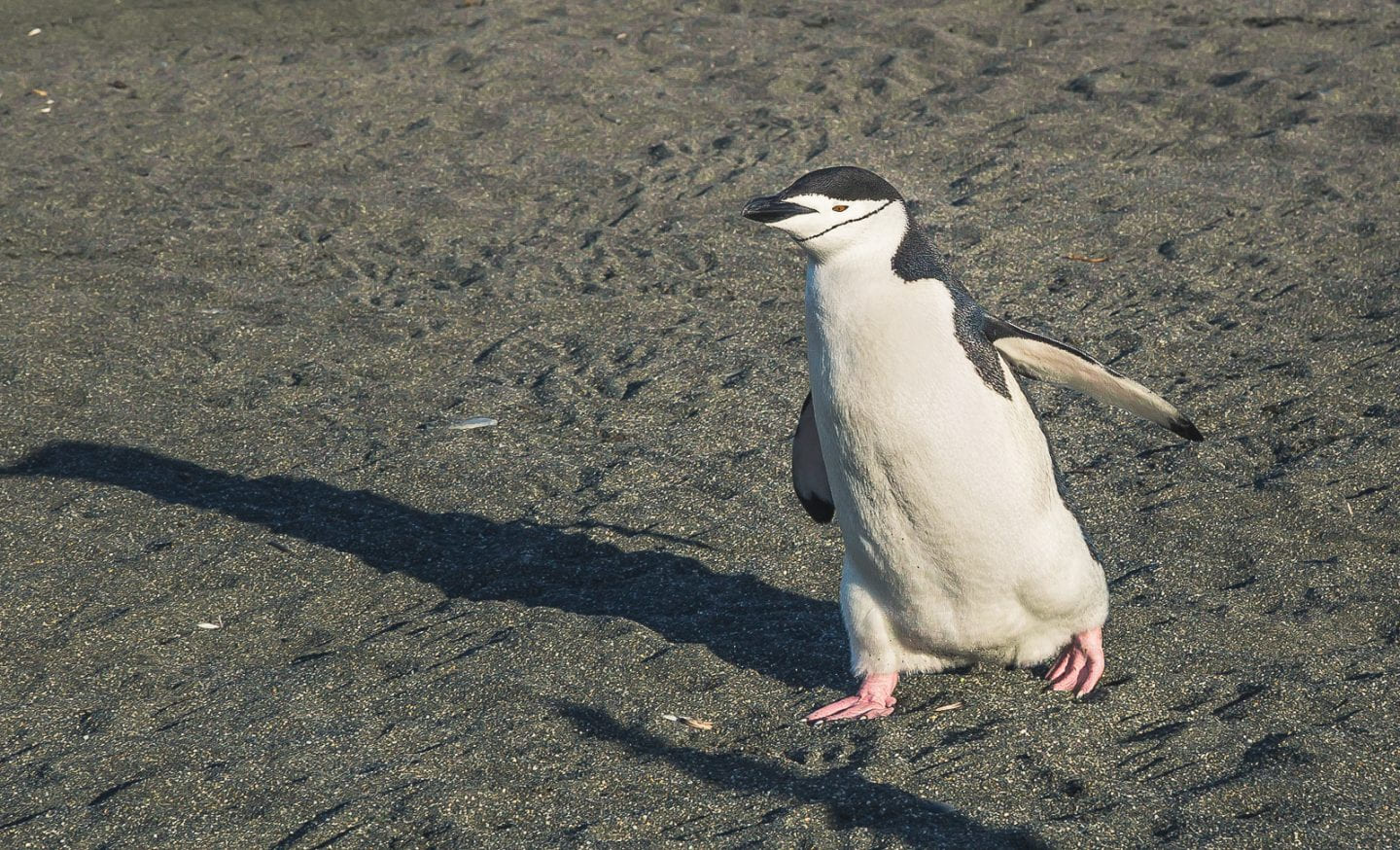 Chinstrap penguin in Salisbury Plain, South Georgia