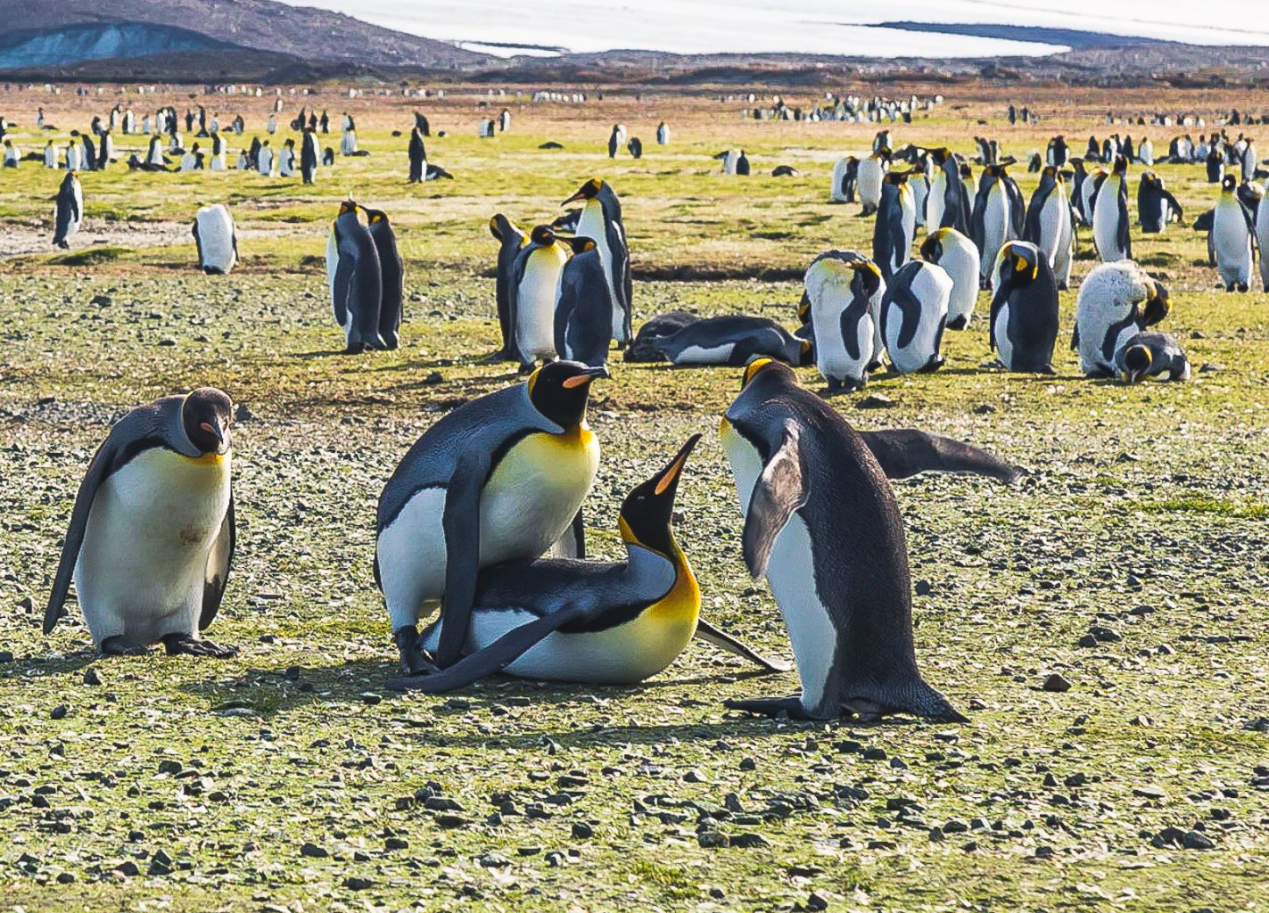 King penguins mating, Salisbury Plain, South Georgia
