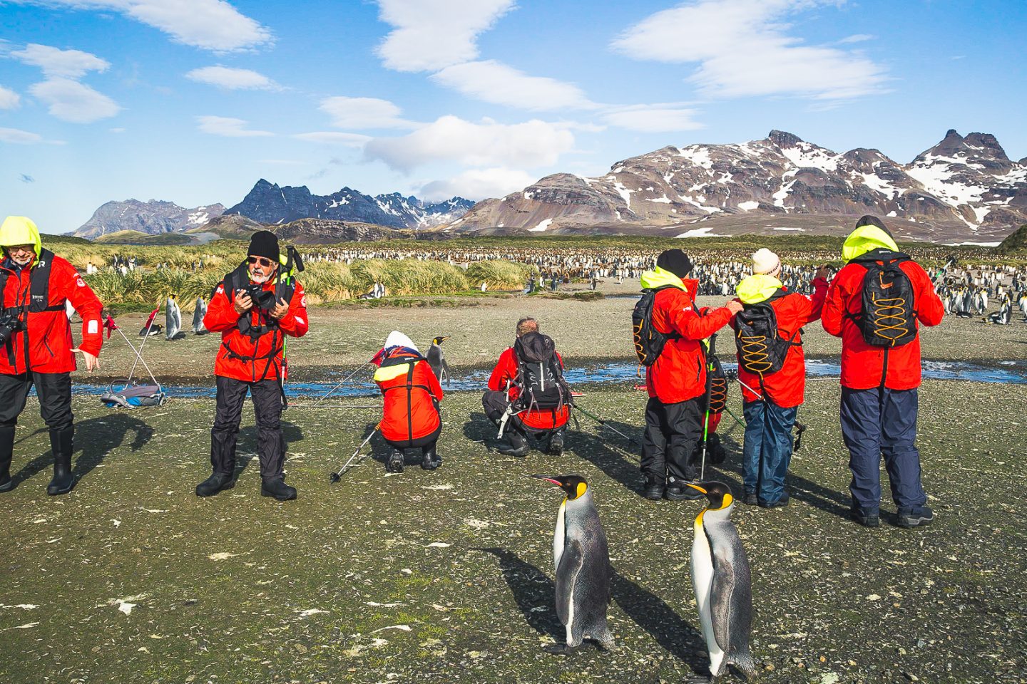 King penguins checking out the humans, Salisbury Plain, South Georgia