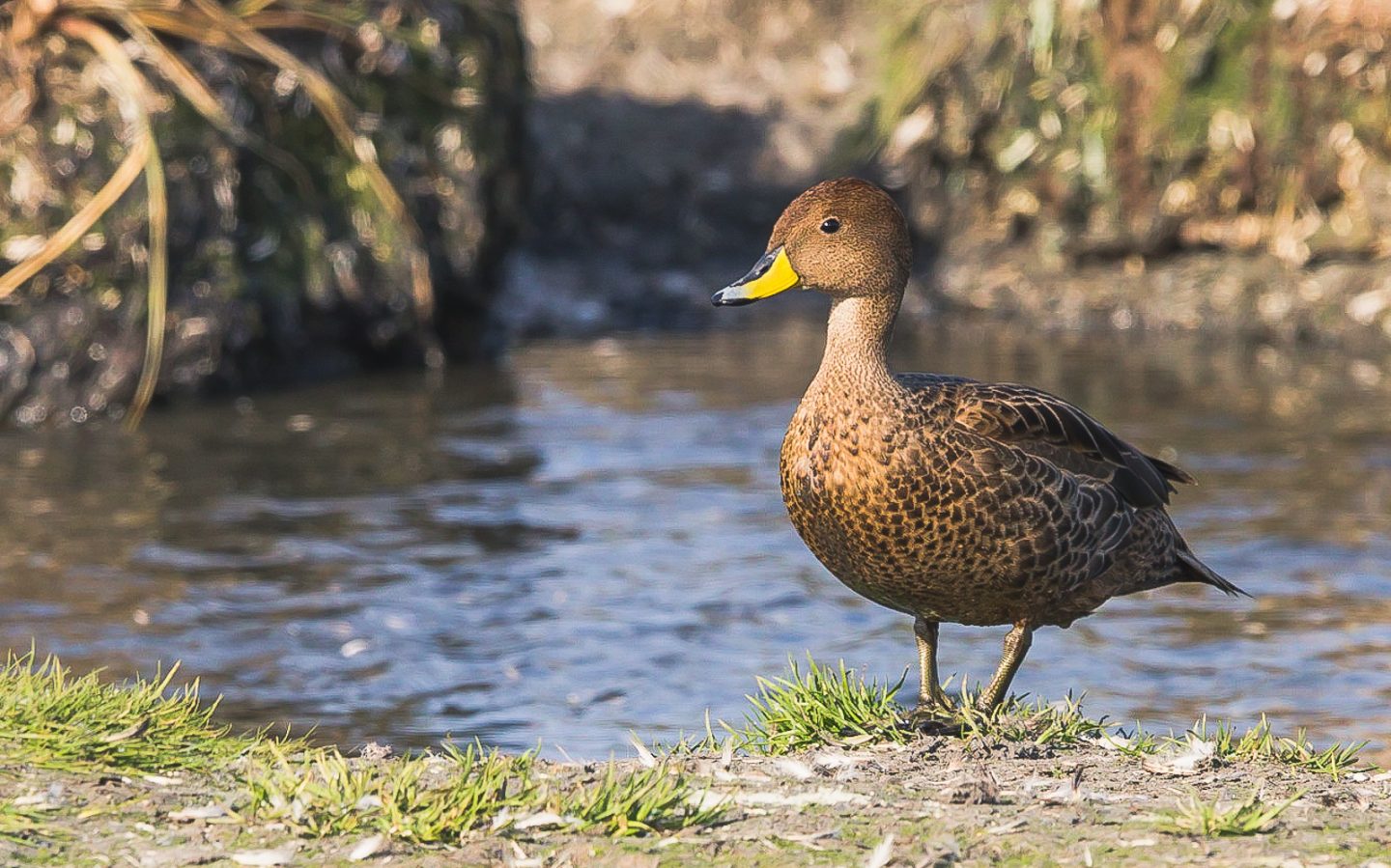 South Georgia pintail, Salisbury Plain, South Georgia