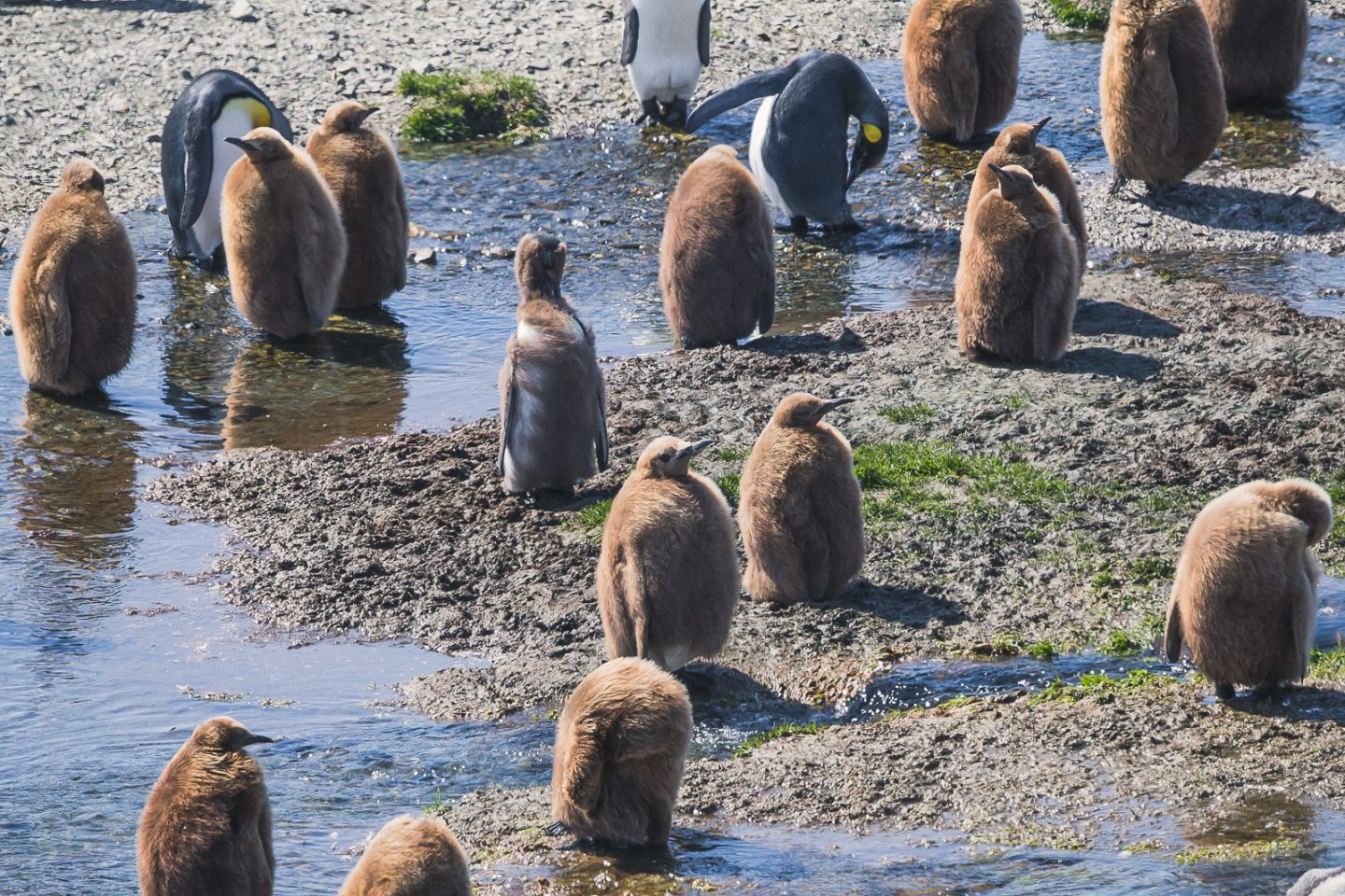 Moulting king penguins, Fortuna Bay, South Georgia