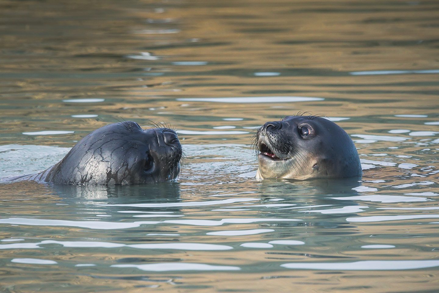 Elephant seal pups playing, Stromness, South Georgia