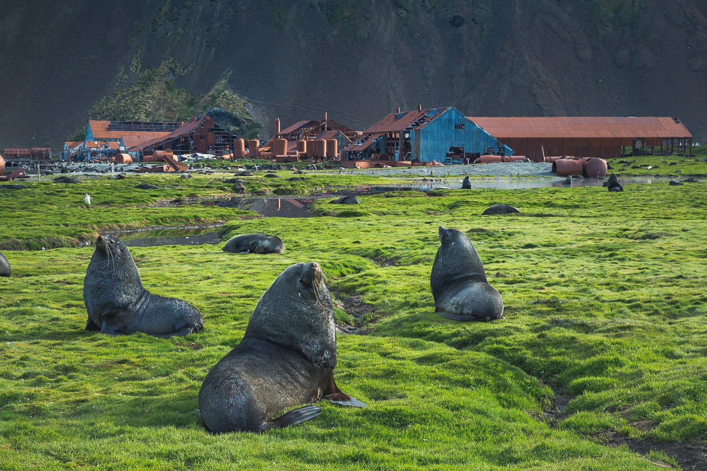 Abandoned whaling station in Stromness, South Georgia