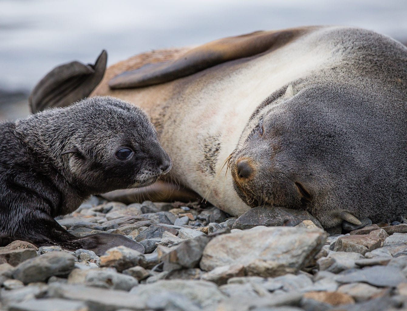 Newly born fur seal, Grytviken, South Georgia