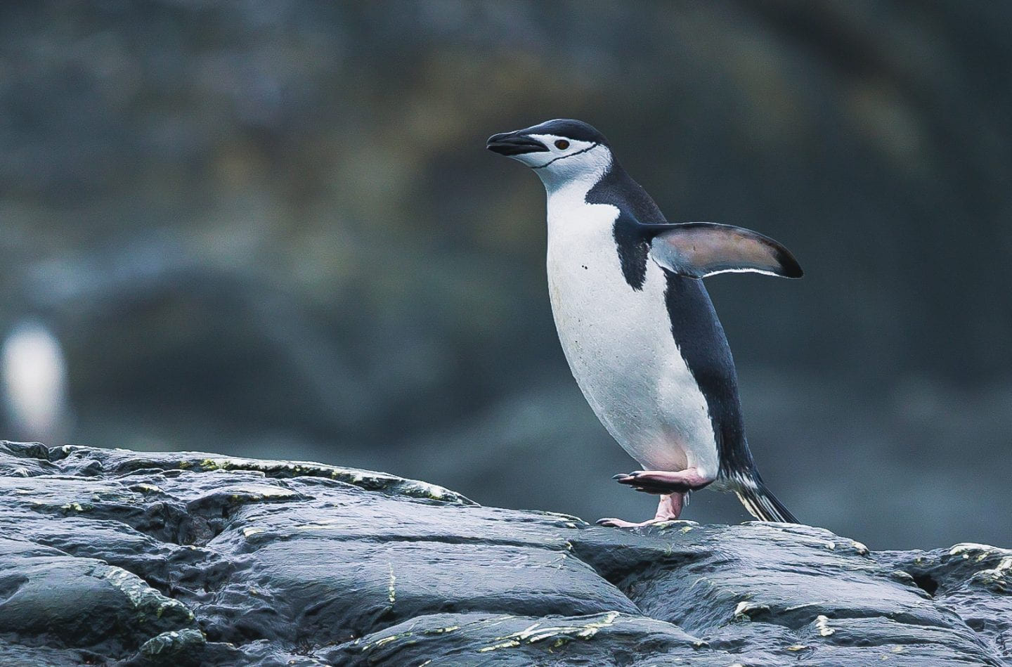 Chinstrap penguin