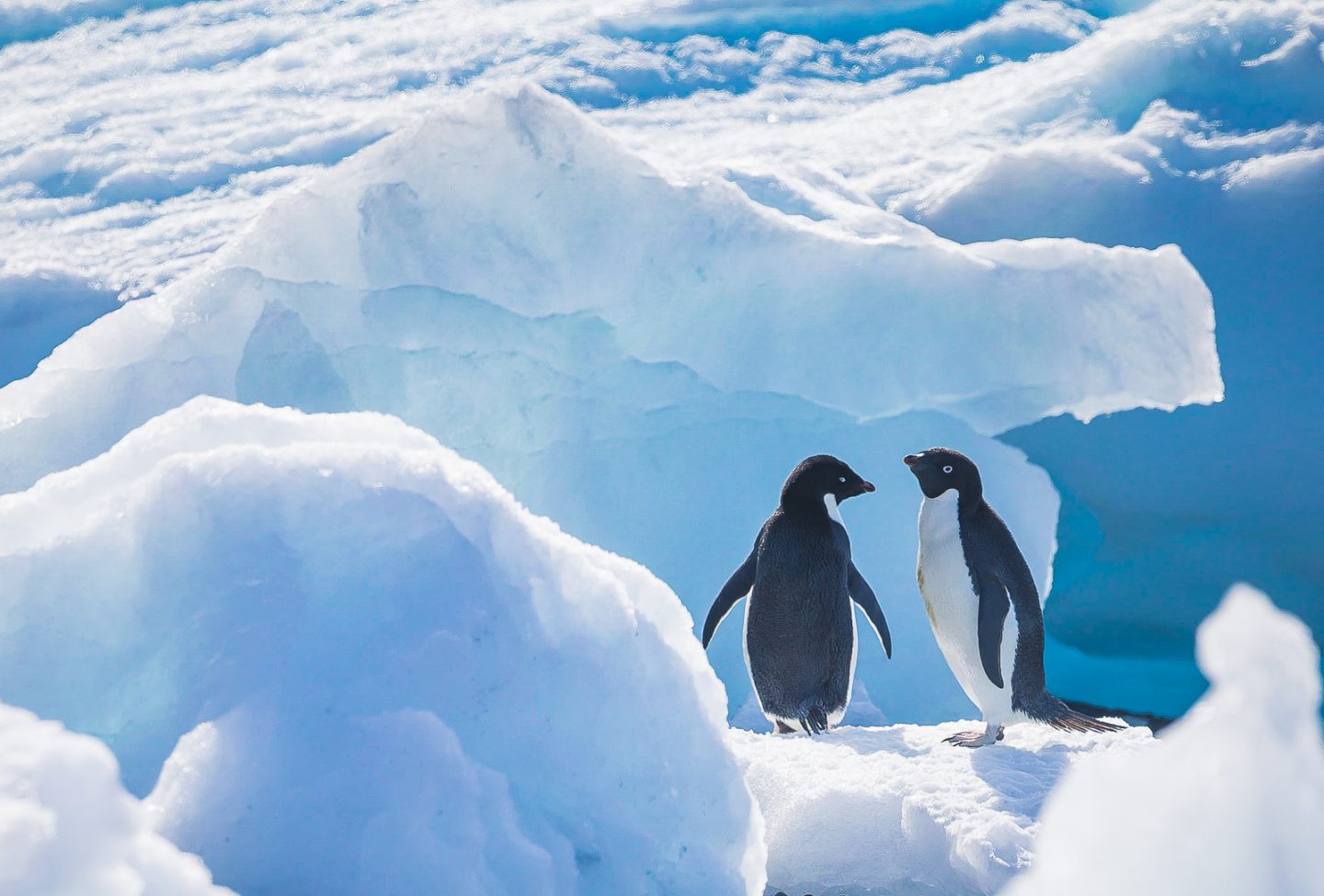 Adelie penguins on ice, Brown Bluff, Antarctica