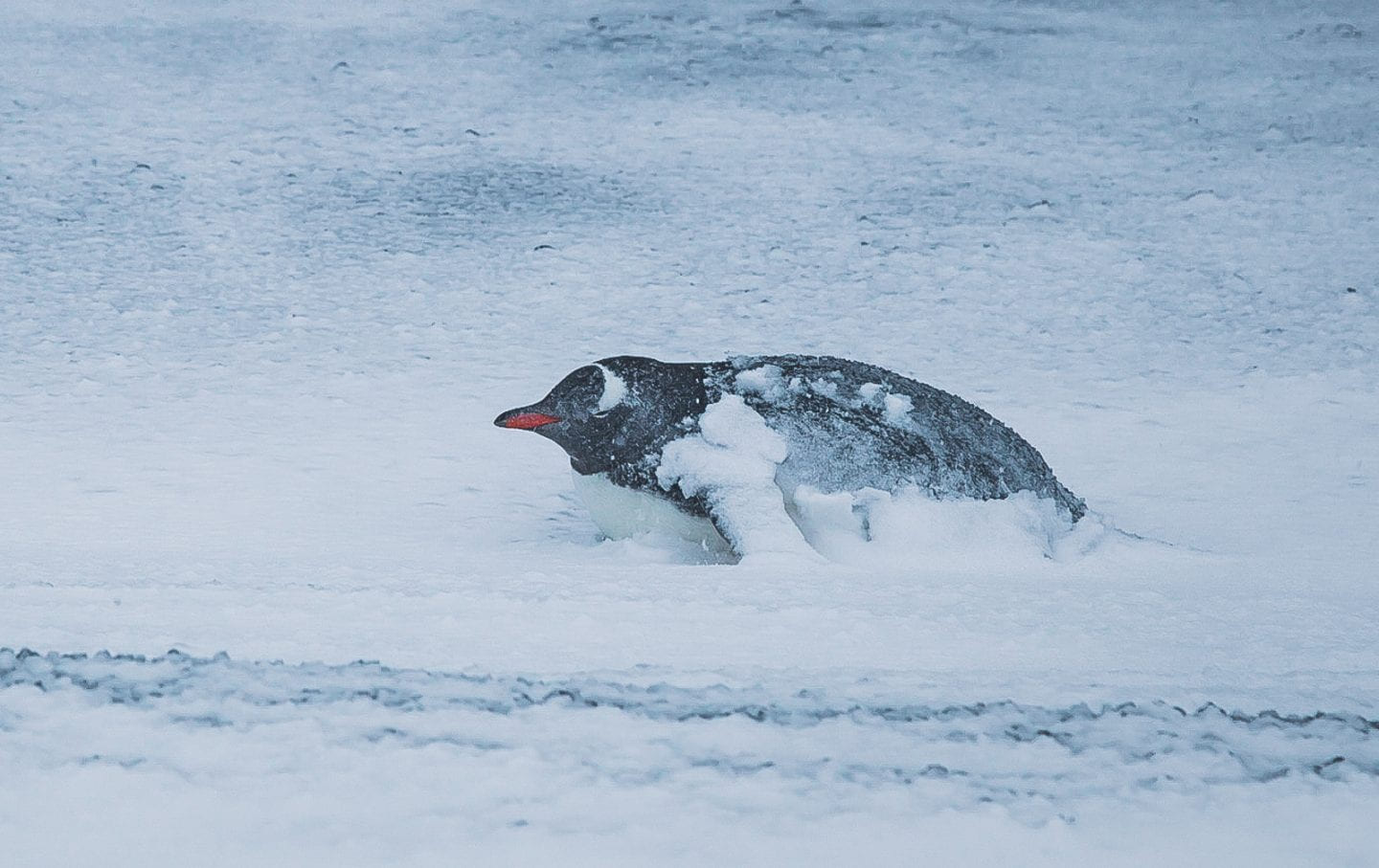Gentoo penguin with a snow blanket, Deception Island