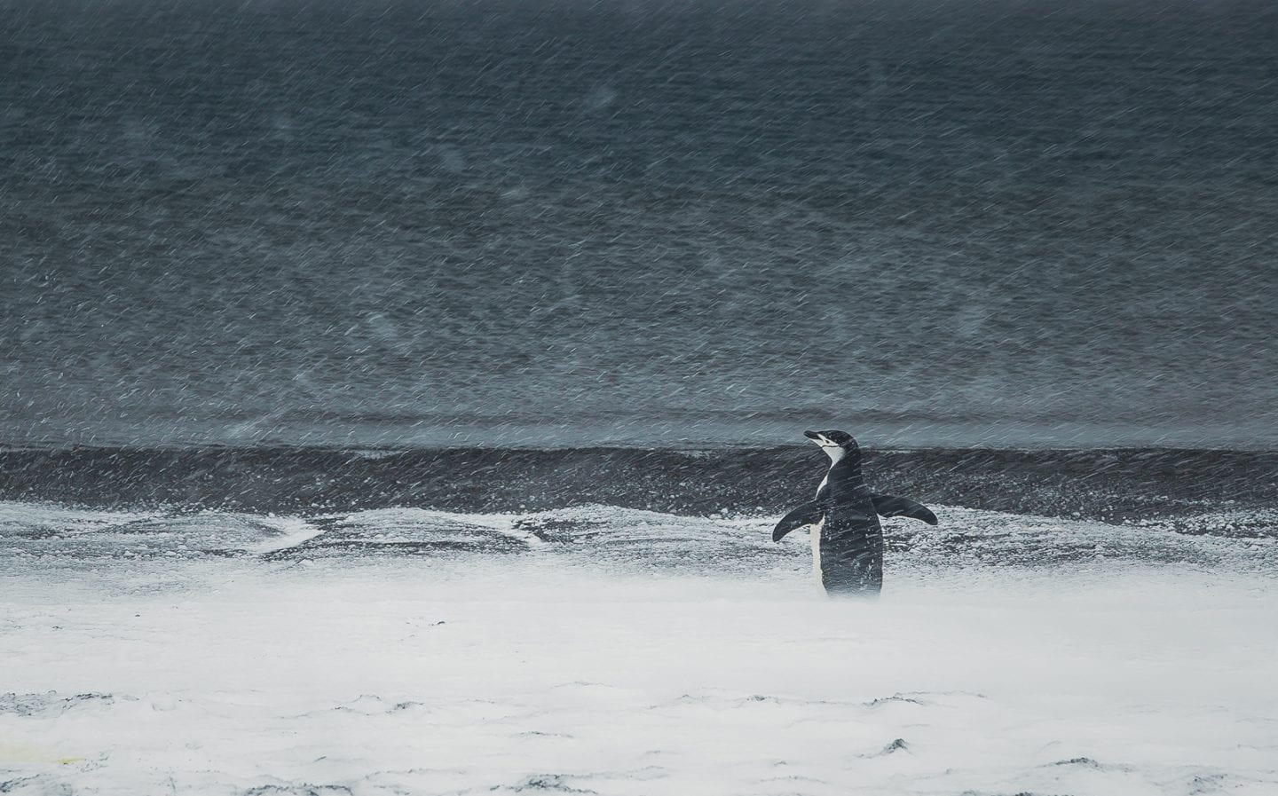 Chinstrap penguin playing in the snow, Deception Island