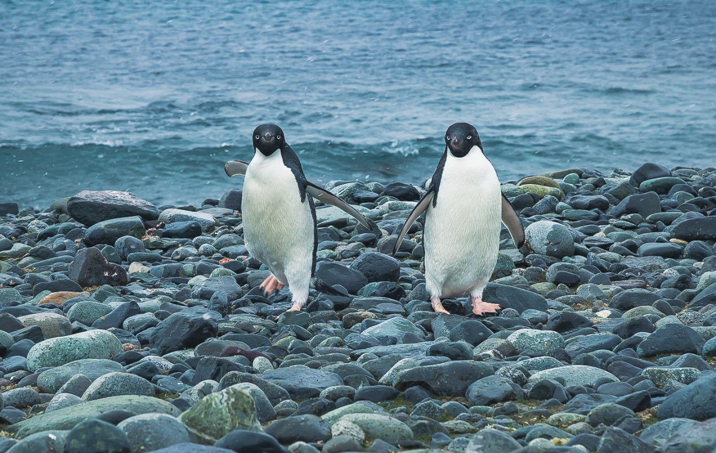 Adelie penguins on the rocky beach of Yankee Harbor, Antarctica