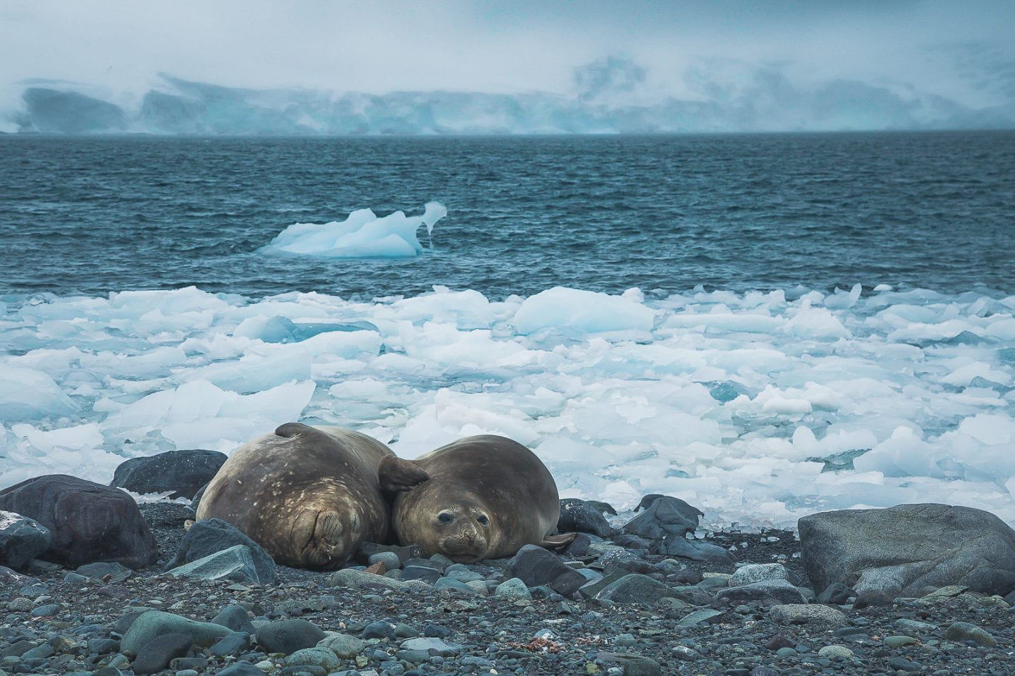 Weddell seals at Yankee Harbor, Antarctica