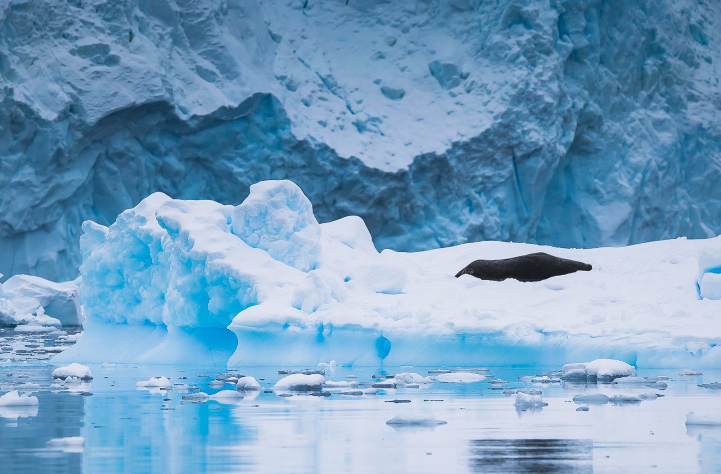 Weddell seal sleeping on ice, Wilhelmina Bay, Antarctica