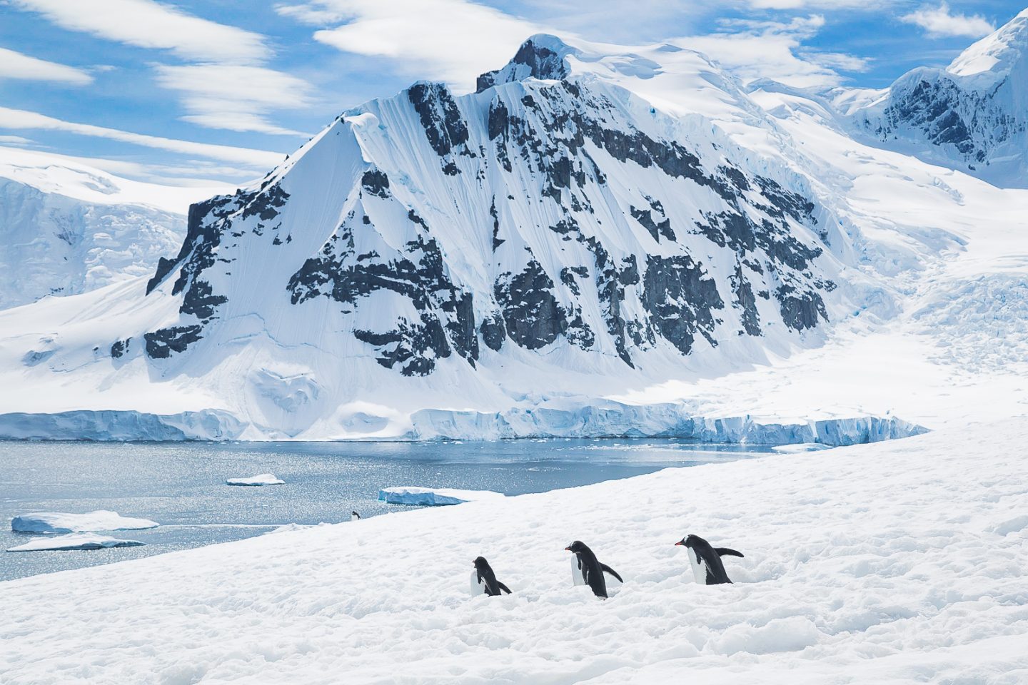 Penguins using the highway, Danco Island, Antarctica
