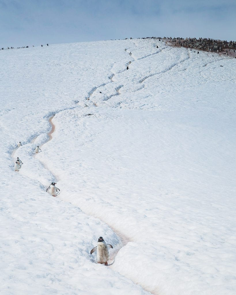 Penguin highway, Danco Island, Antarctica