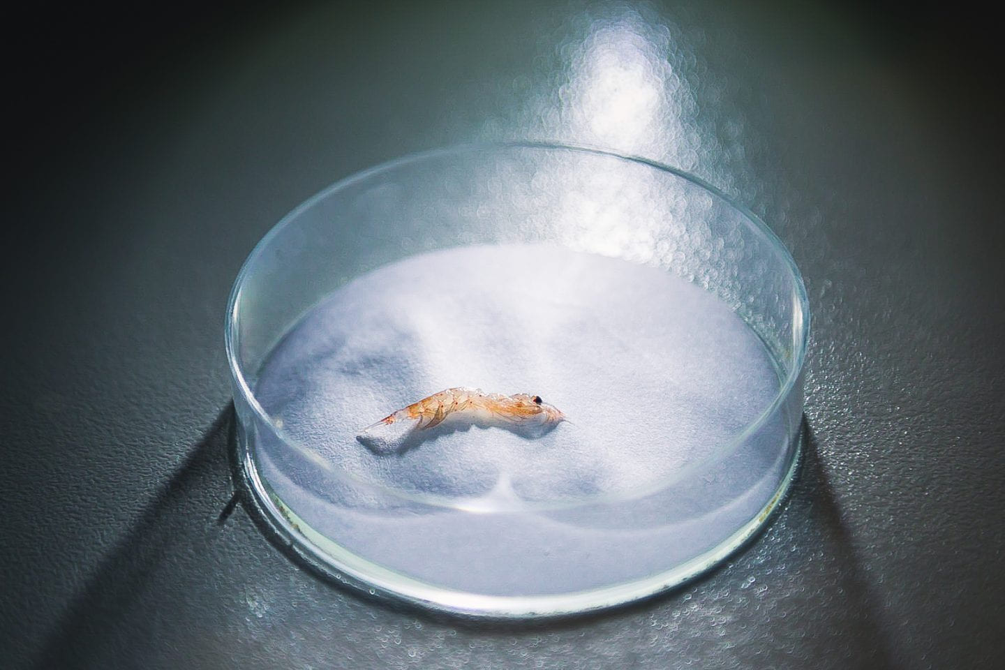 Antarctica krill