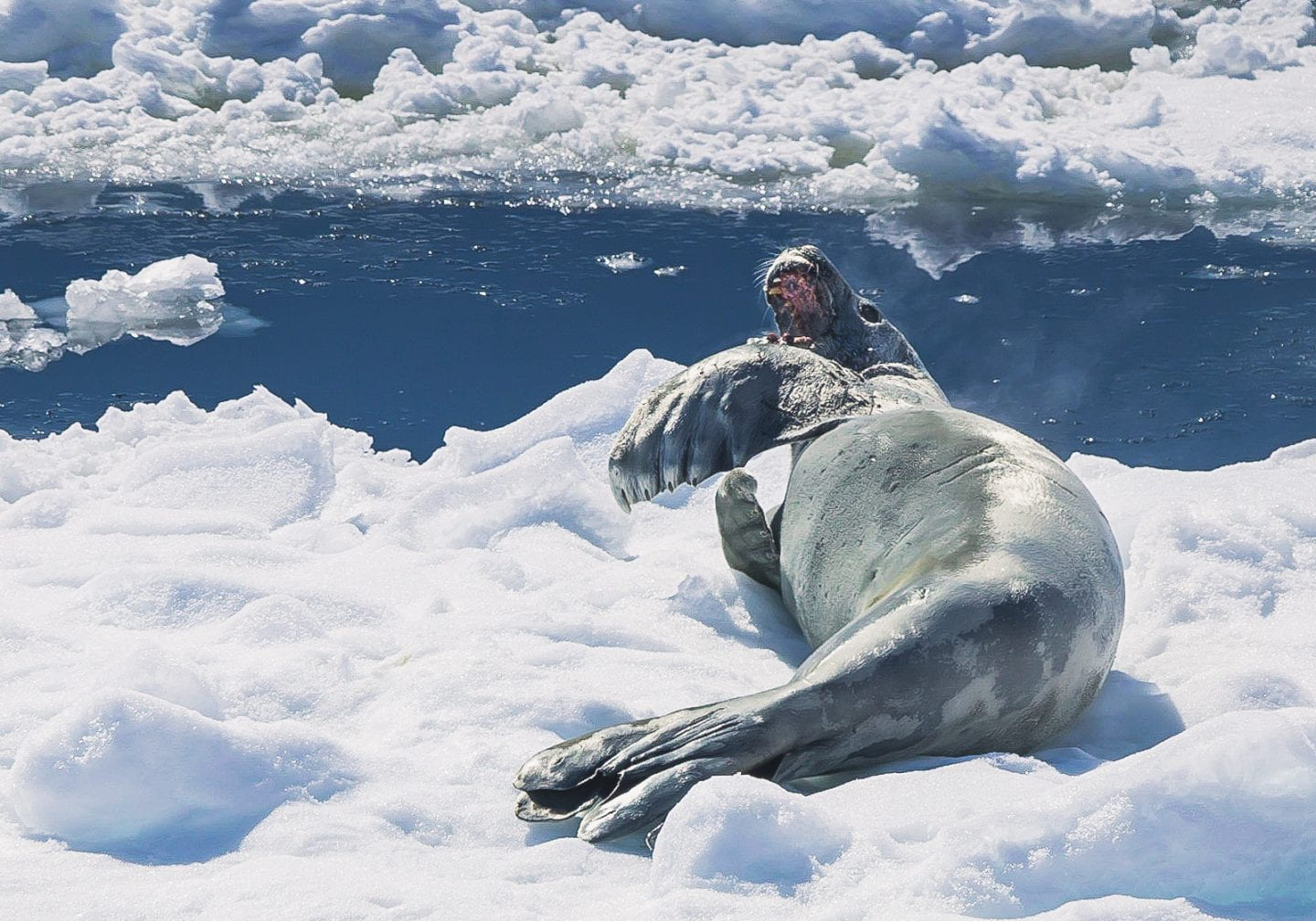 Leopard seal yawning, Lemaire Channel, Antarctica