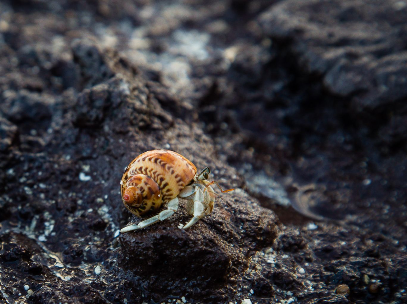 Hermit crab in the Yasawa Islands, Fiji