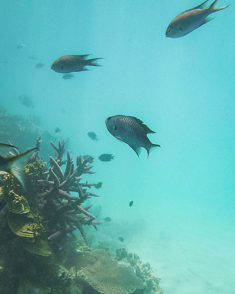 Snorkeling at the coral reef in the Yasawa Islands, Fiji