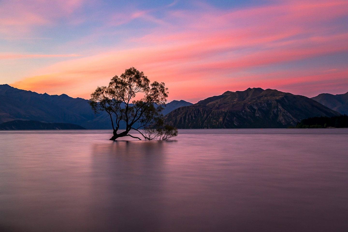 #thatwanakatree, South Island, New Zealand