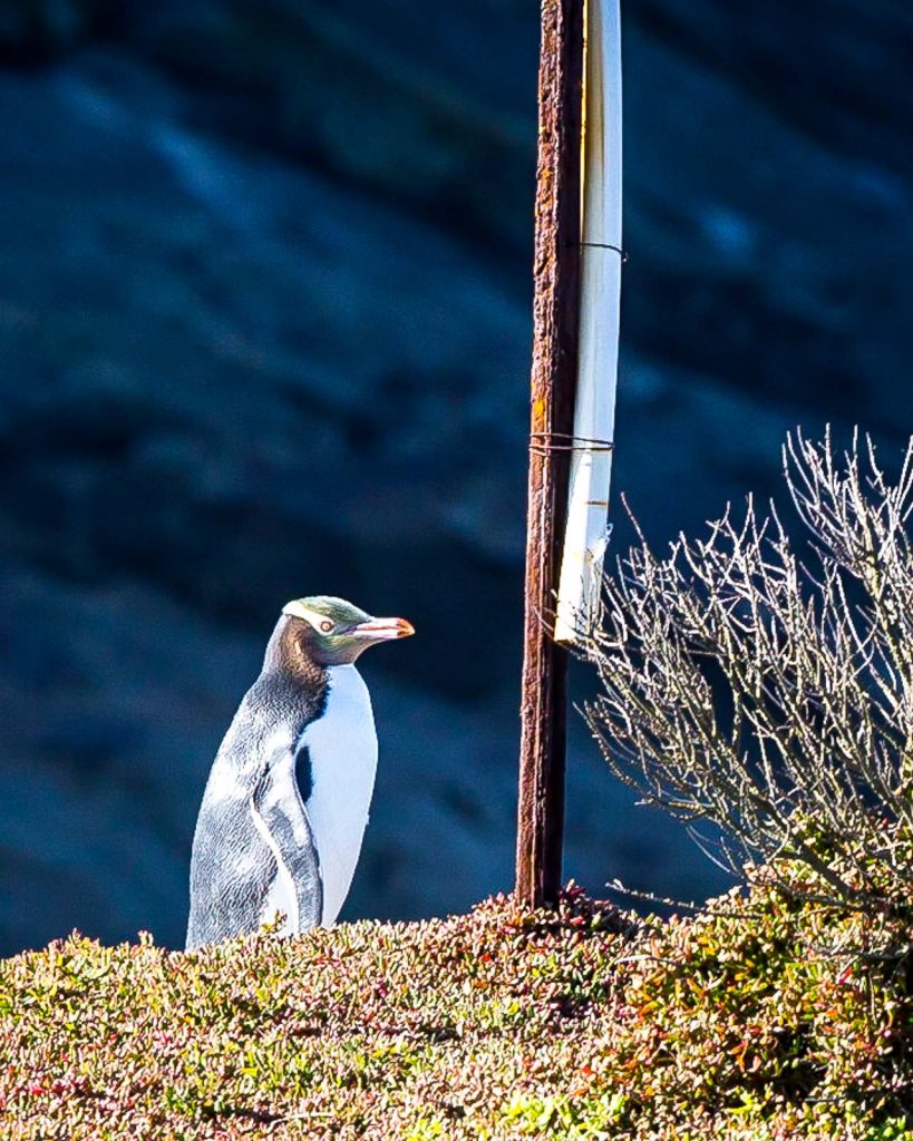 Yellow-eyed penguin, South Island, New Zealand