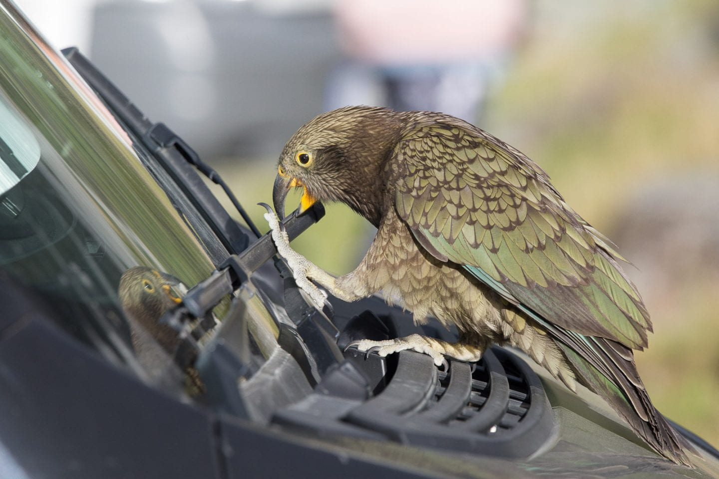 Kea destroying a car's windshield wiper, South Island, New Zealand