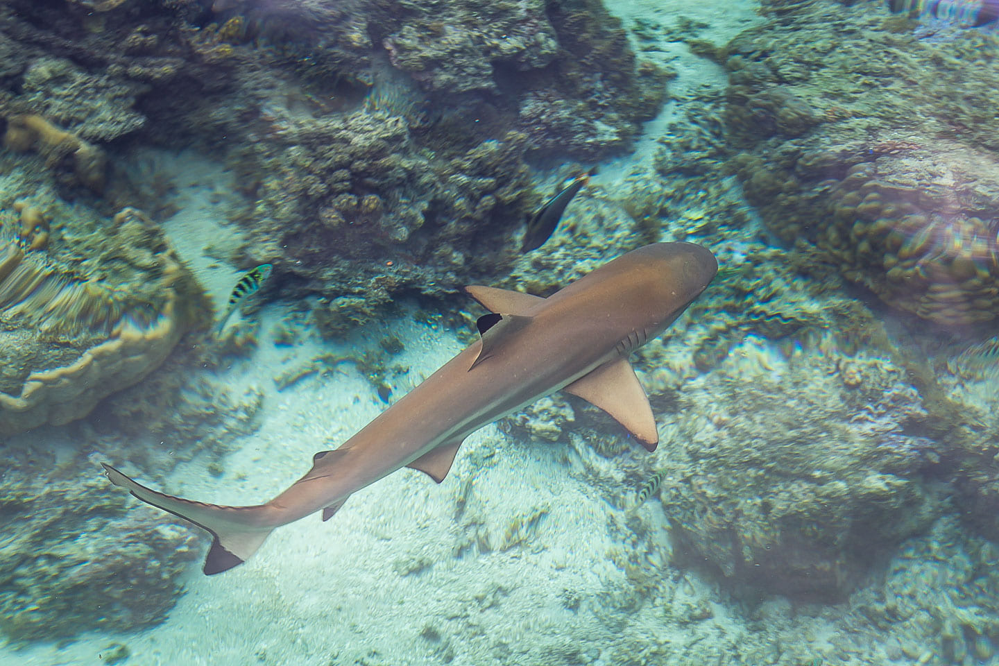 Shark swimming around our boat, Huahine, French Polynesia