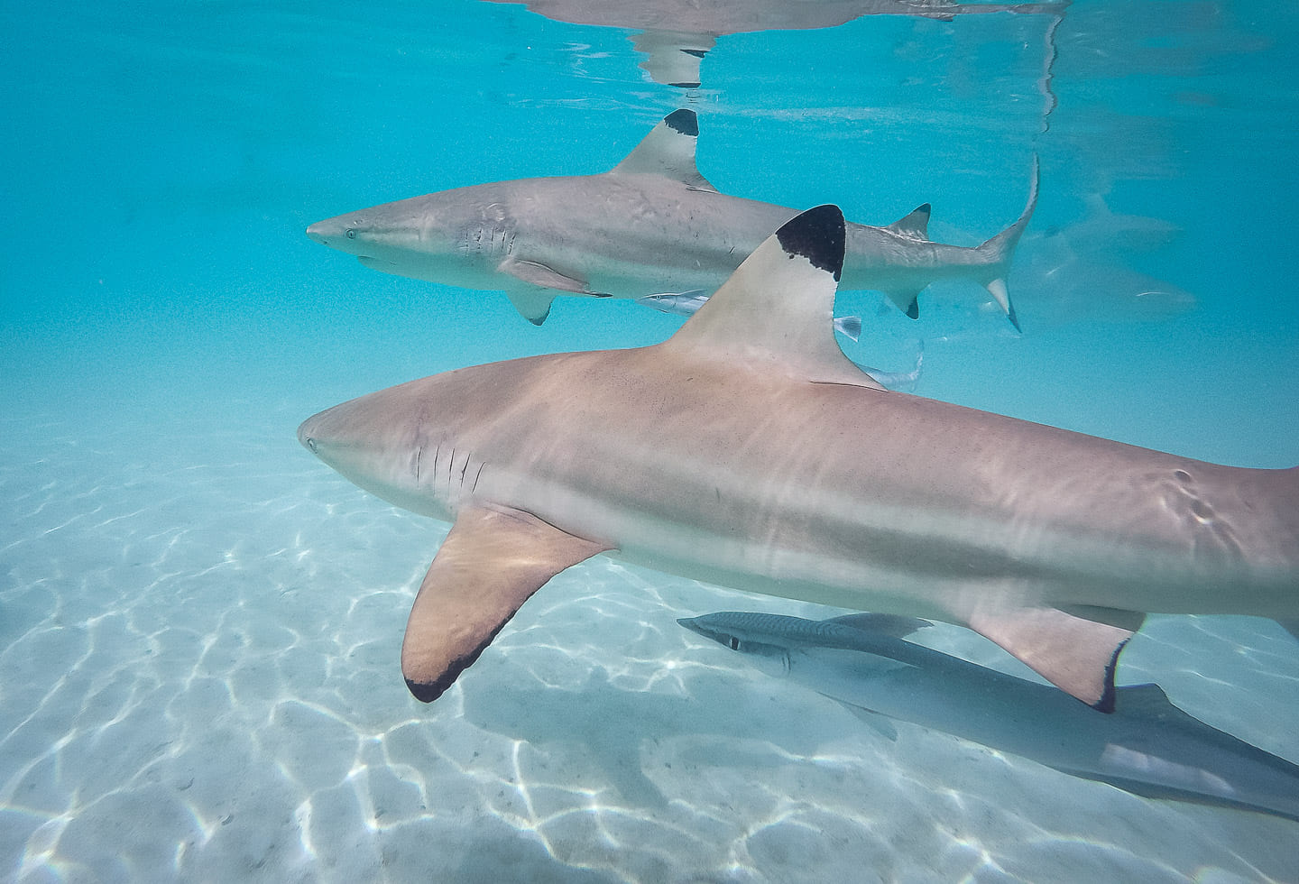 Swimming with sharks in Bora Bora, French Polynesia