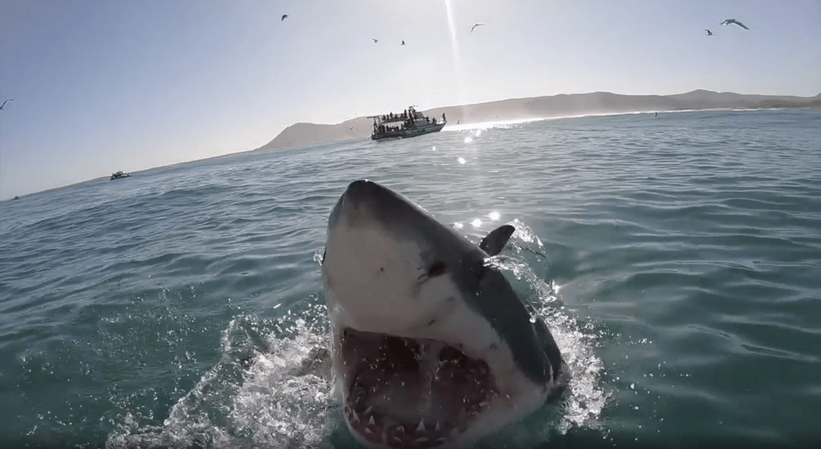 Great white shark breaching.