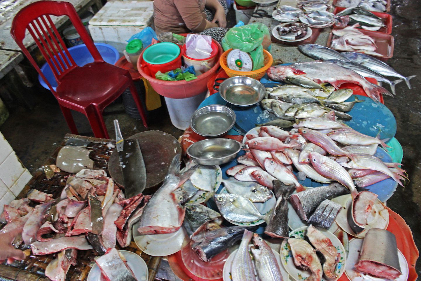 All kinds of fish