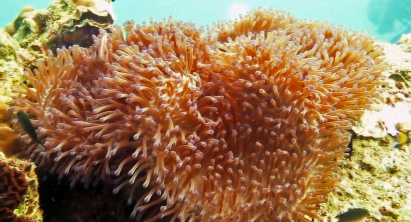 Anemone, White Rock Dive Site, Koh Tao, Thailand