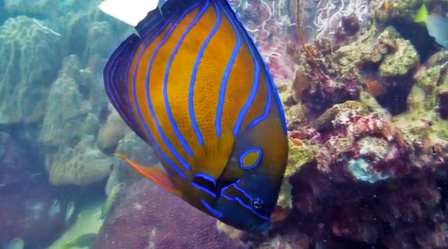 Angel fish, White Rock, Koh Tao, Thailand
