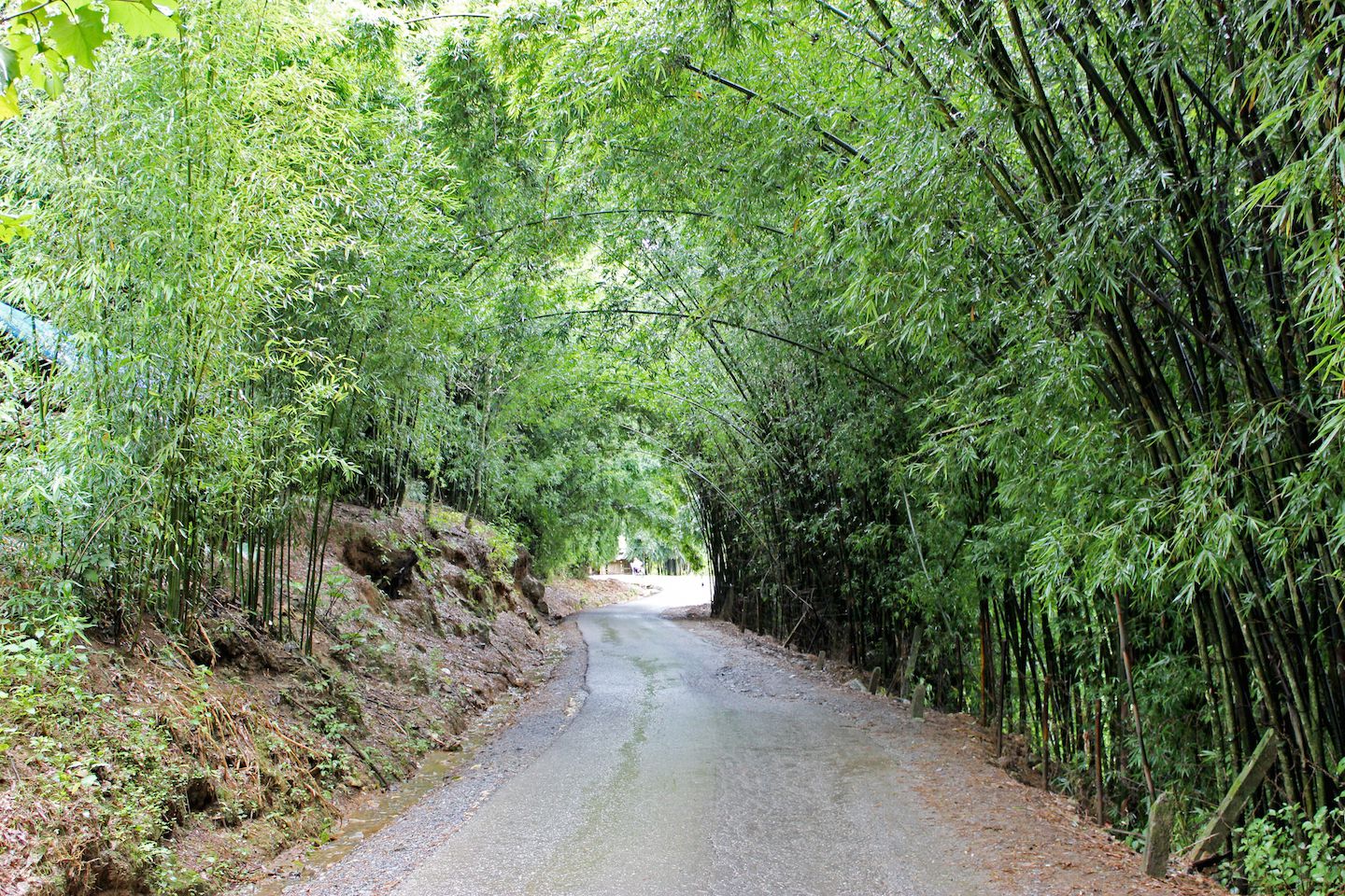 Bamboo path