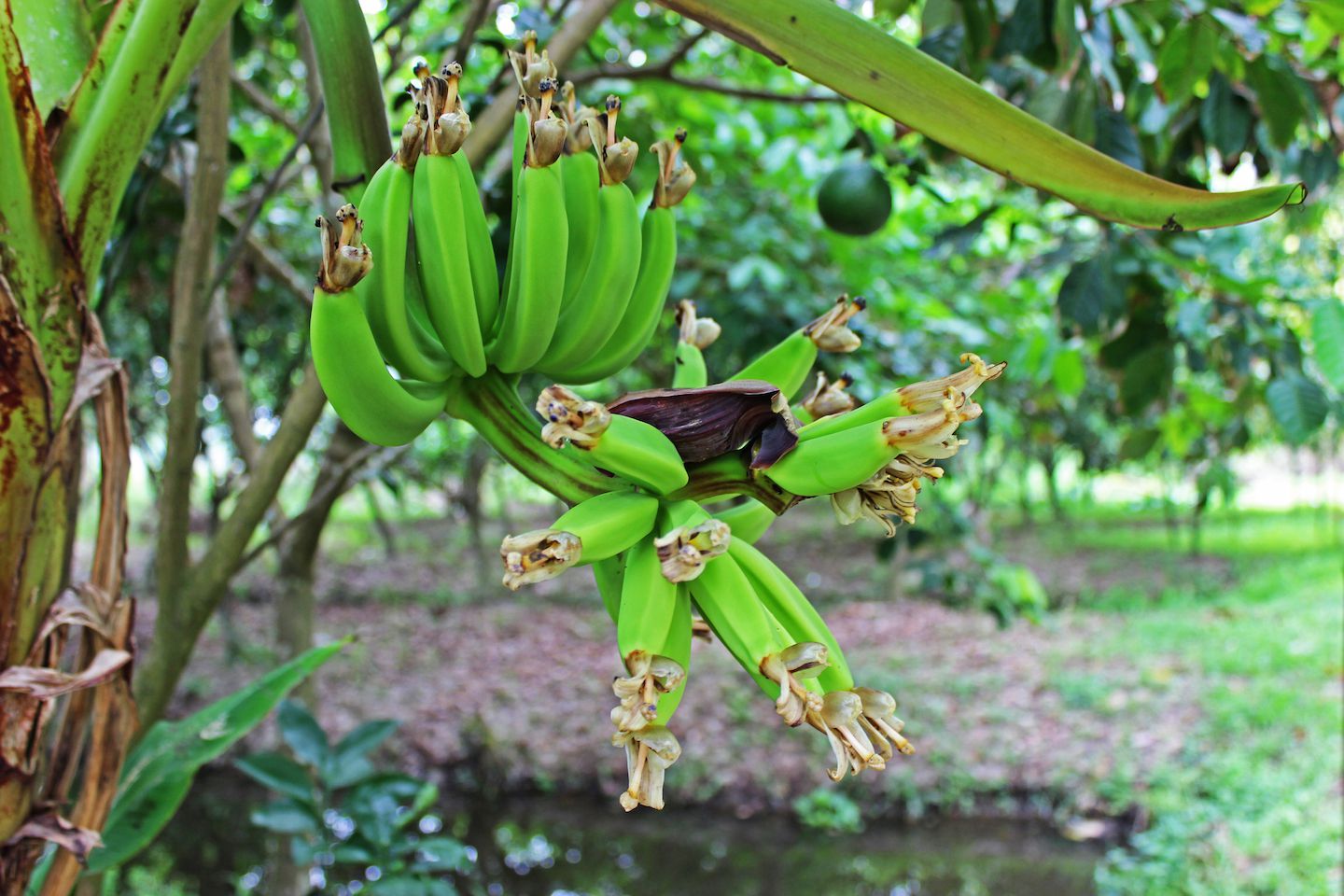Bananas!