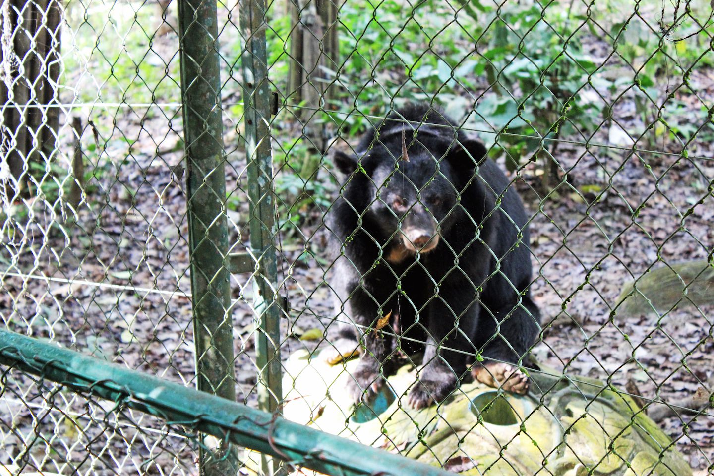 Bear at the bear sanctuary at Kuang Si Waterfall