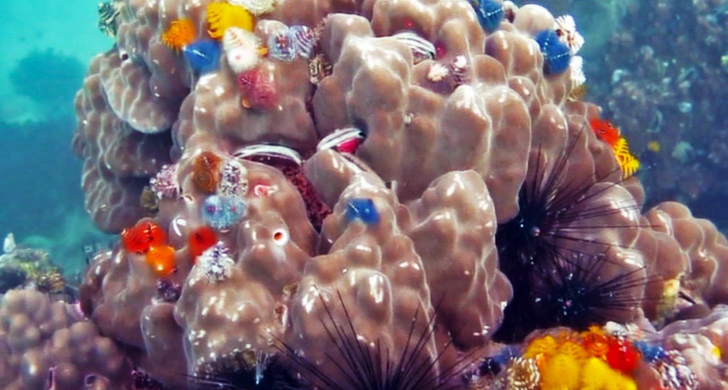 Beautiful corals at the White Rock Dive Site, Koh Tao, Thailand