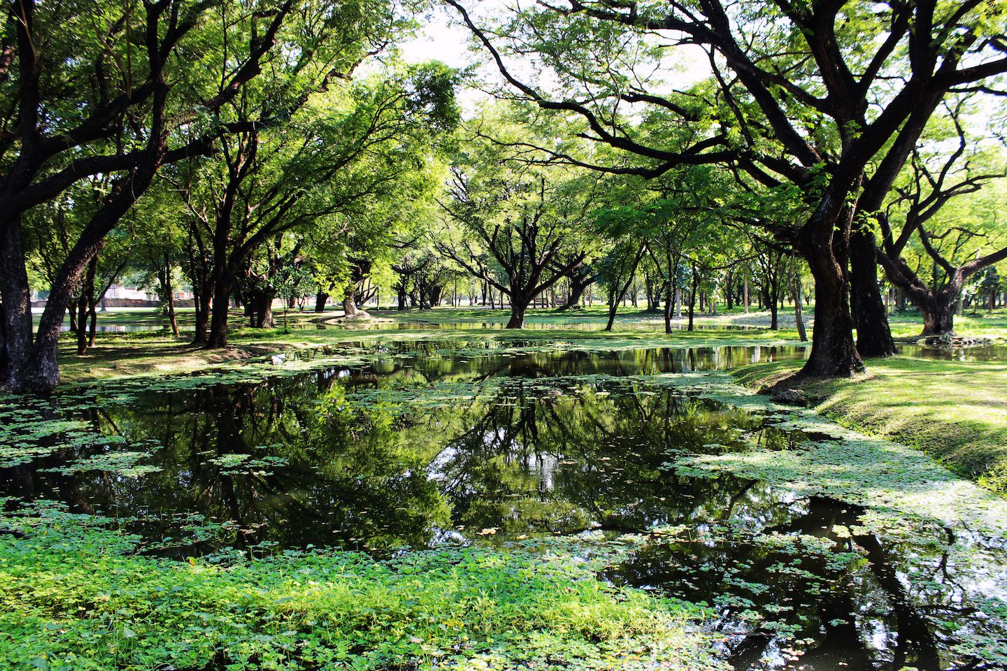 Beautiful pond among the trees of Sukhothai Historical Park