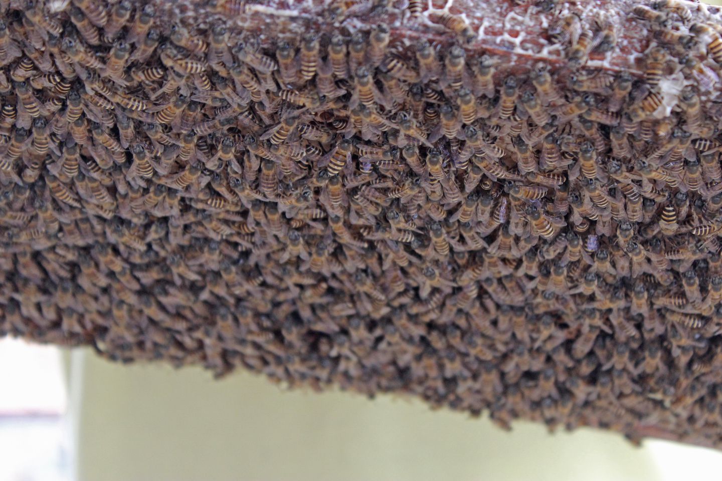 Bees