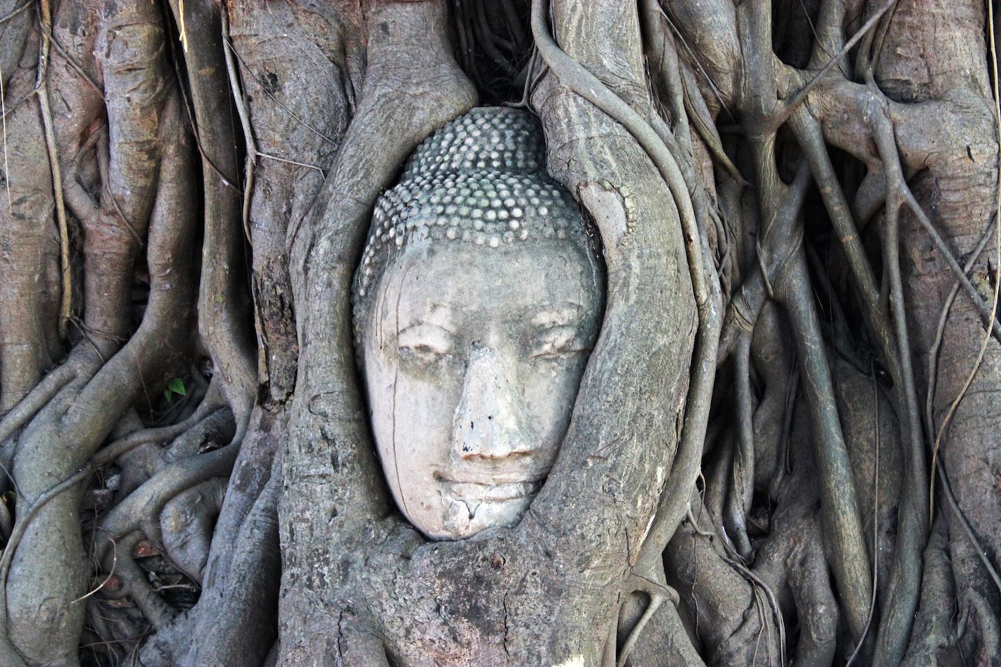 Buddha face at Wat Mahathat, Ayutthaya