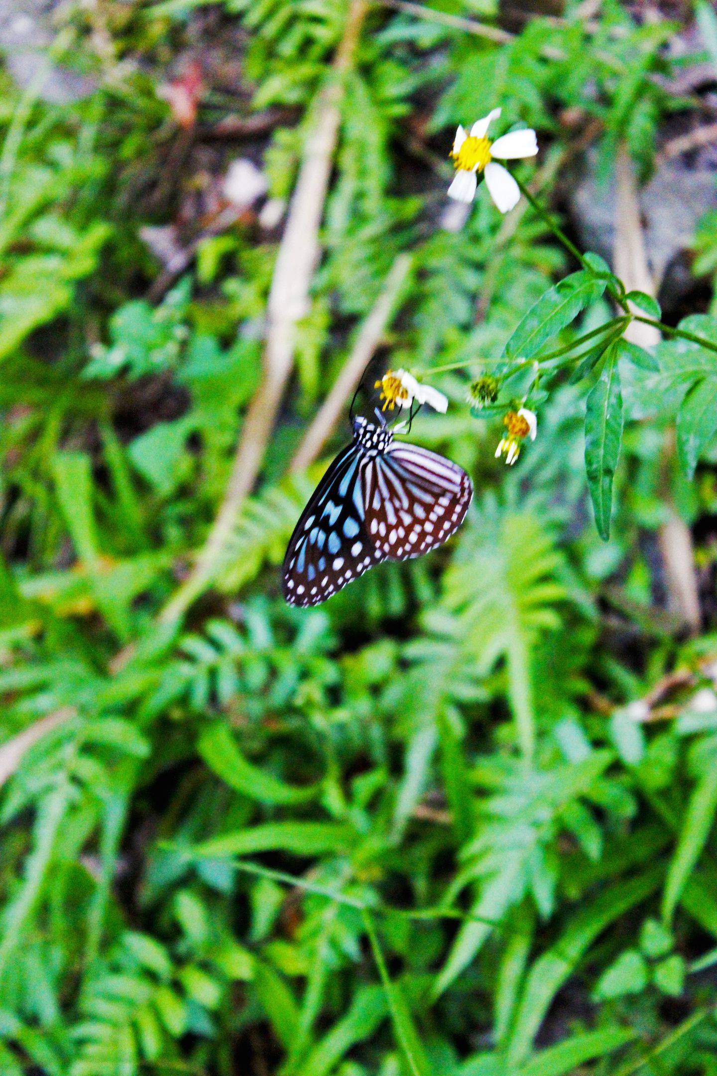 Butterflies were present all along the trails