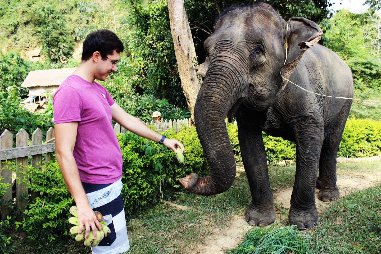 Carlos feeding the elephant at the Elephant Village, Luang Prabang, Laos