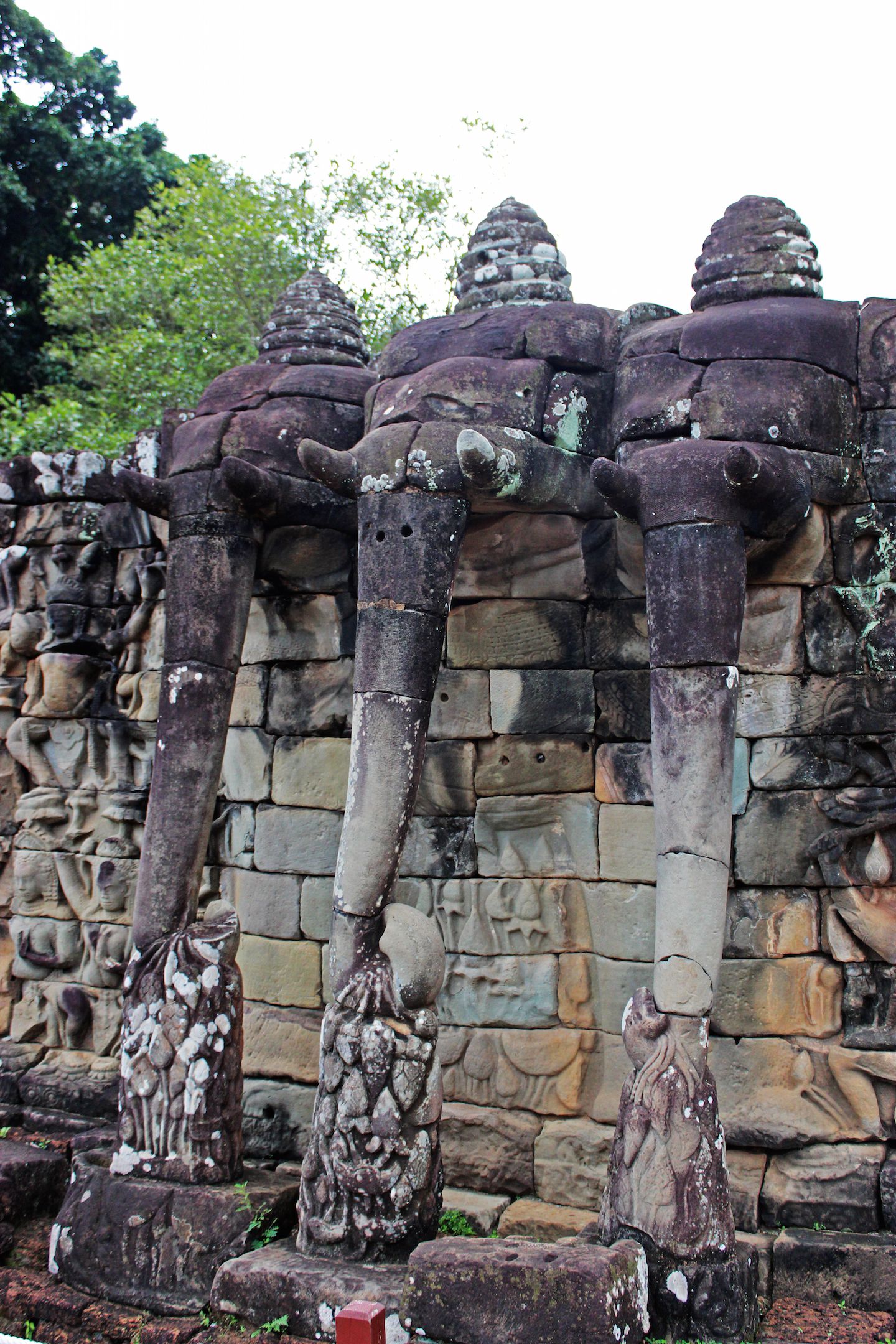 Close up of the elephants pulling on lotus flowers