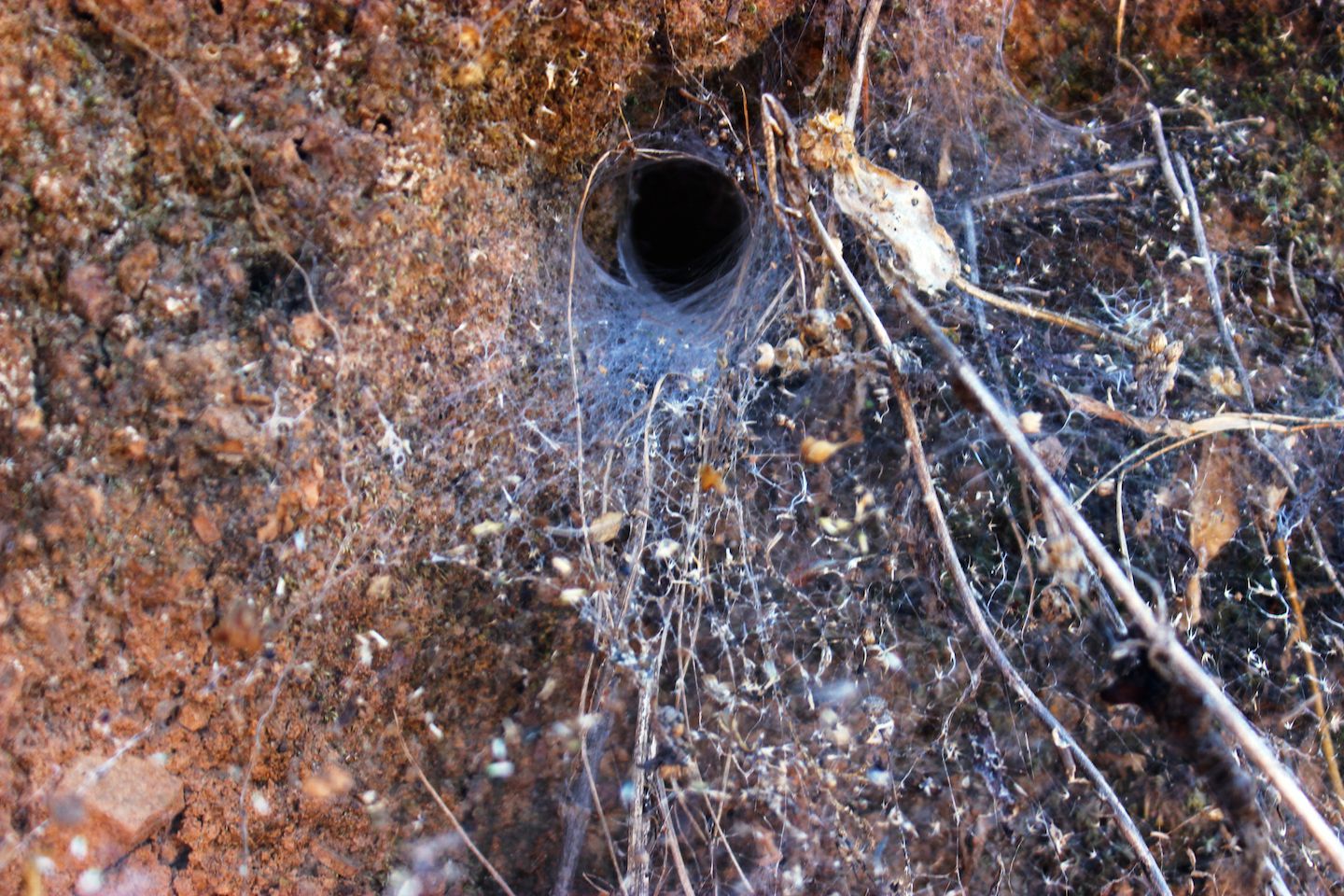 Cobweb along the treks in Kalaw, Myanmar